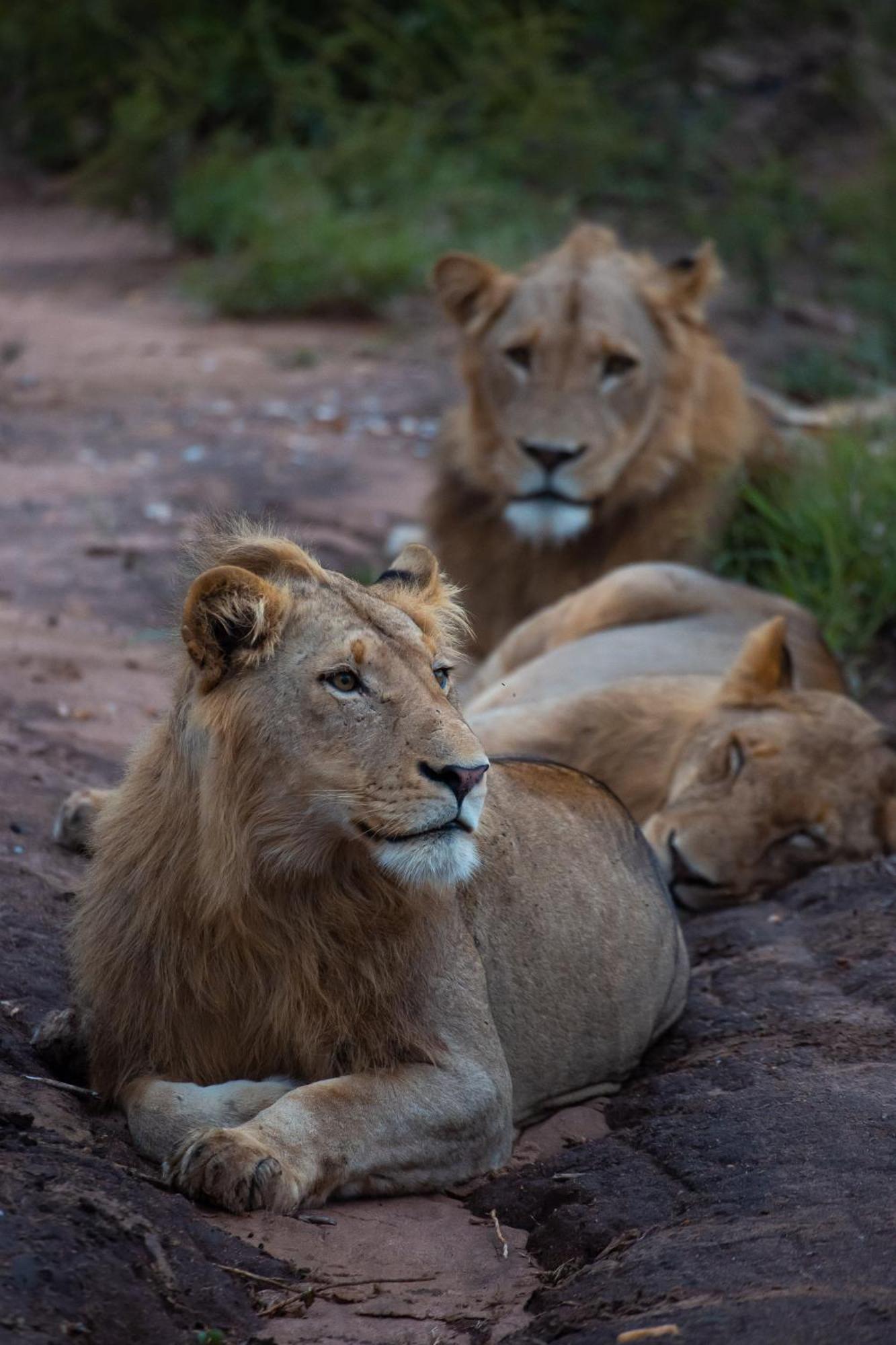 שמורת טבע קלאזירי Senalala Safari Lodge מראה חיצוני תמונה
